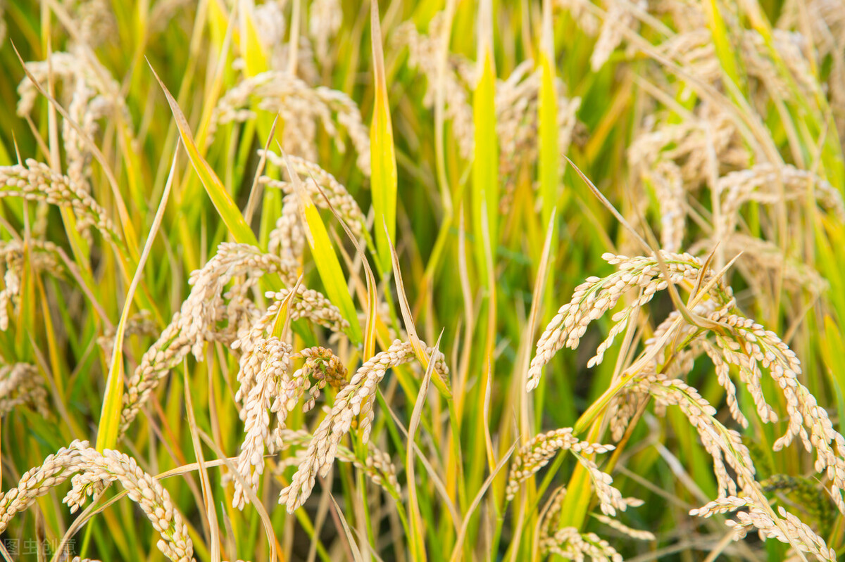 稻谷稻米价格行情分析与趋势预测🌾